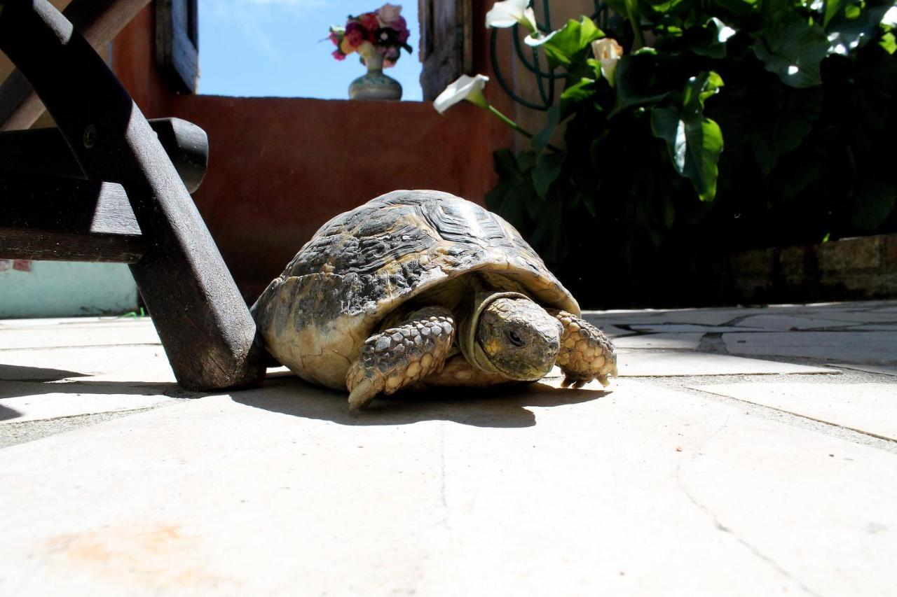 Le Cisterne B&B Amelia Dış mekan fotoğraf